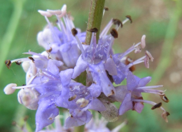 Vitex agnus-castus / Agnocasto